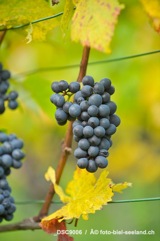 Bildname:  _DSC9006 Weinbau Andrey SchafisBildgrÃ¶sse: 2832  x 4256 px /  24.0 x 36.0 cm (300dpi)StichwÃ¶rter:  