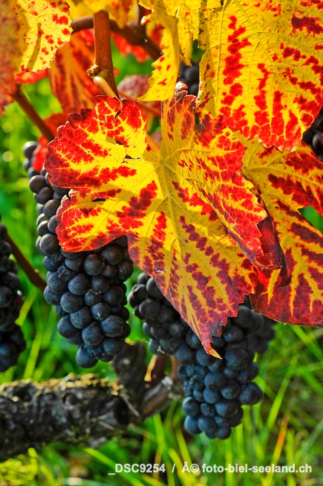 Bildname:  _DSC9254 Weinbau am BielerseeBildgrÃ¶sse: 2832  x 4256 px /  24.0 x 36.0 cm (300dpi)StichwÃ¶rter:  Trauben, Weinbau, Herbst, Bielersee, 