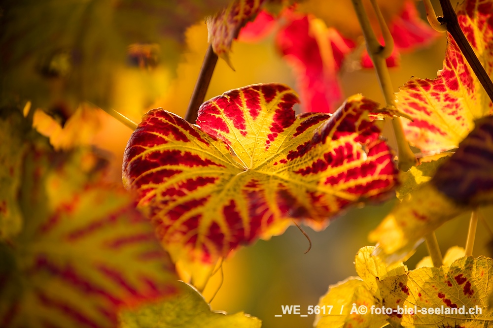 Bildname:  _WE_5617 BildgrÃ¶sse: 8688  x 5792 px /  73.6 x 49.0 cm (300dpi)StichwÃ¶rter:  Biel...