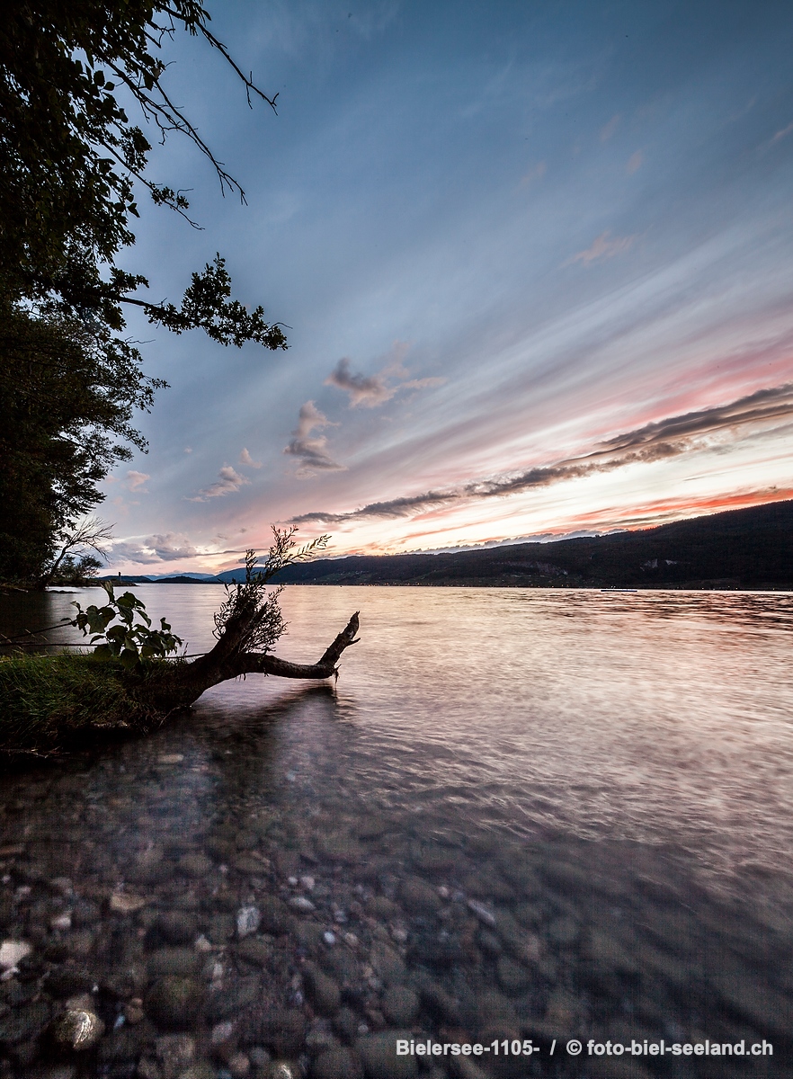Bildname:  Bielersee-1105- Bielersee bei LattrigenBildgroesse: 5043  x 6857 px /  42.7 x 58.1 cm (300dpi)Stichwoerter:  Bielersee, Kanton Bern, Lac de 