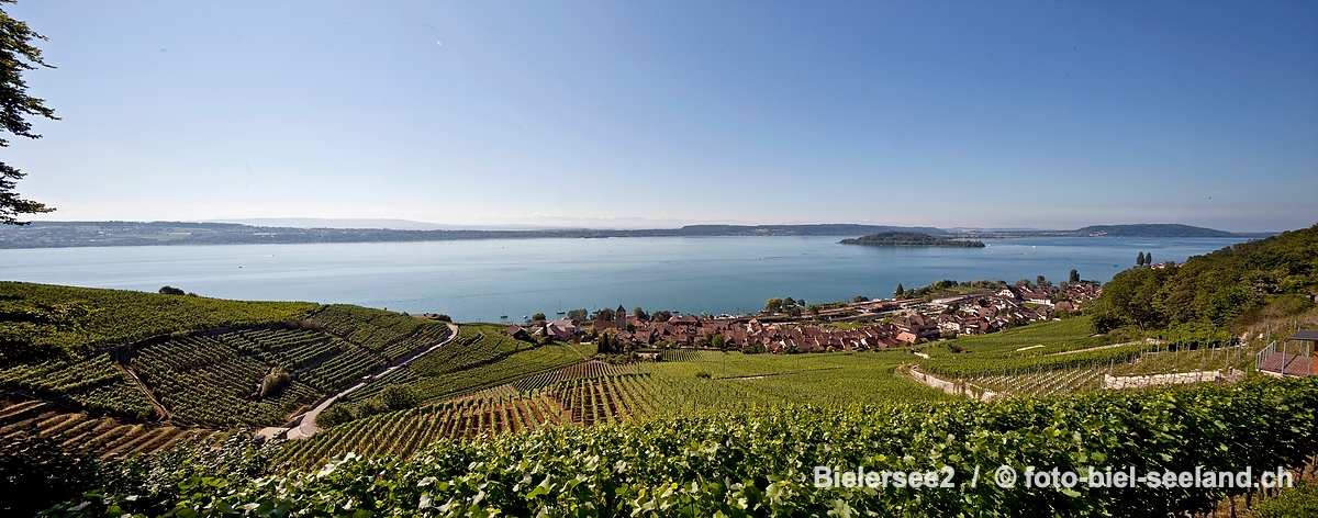 Bildname:  Bielersee2 Rebbaudorf Twann am BielerseeBildgroesse: 9315  x 3669 px /  78.9 x 31.1 cm (300dpi)Stichwoerter:  Bielersee, Drei Seen Land,...