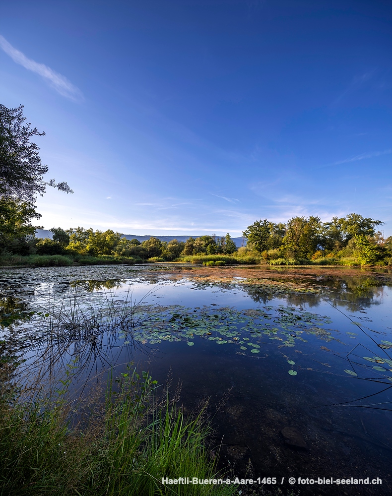 Naturschutzgebiet Haeftli Bueren an der Aare alt text image