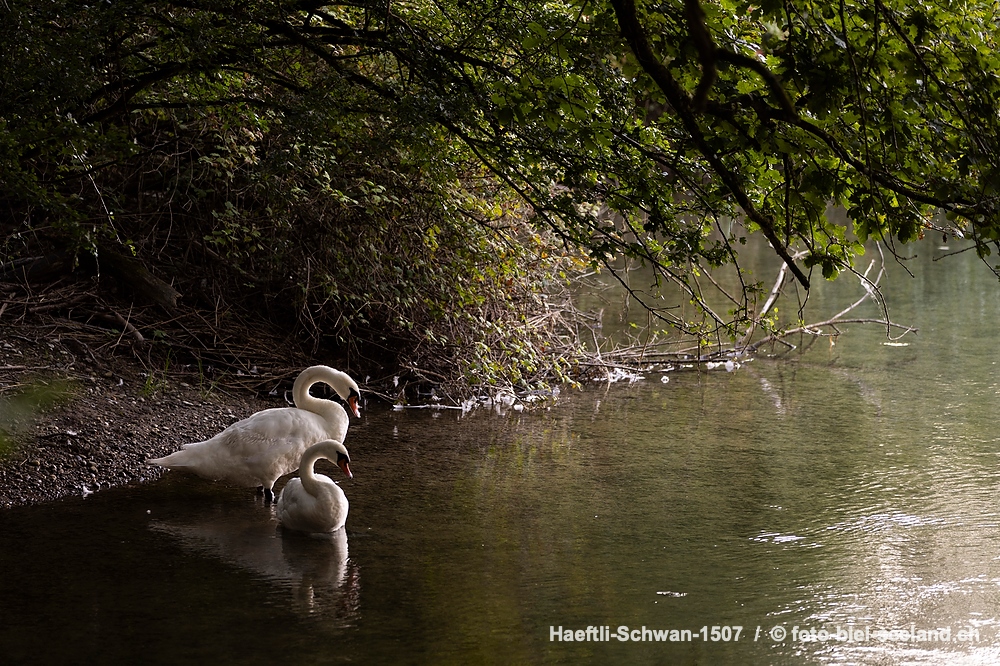 Schwäne im Naturschutzgebiet Haeftli Bueren an der Aare alt text image