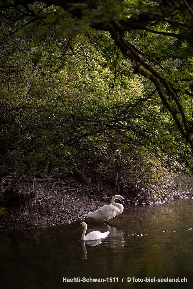 Schwäne im Naturschutzgebiet Haeftli Bueren an der Aare alt text image