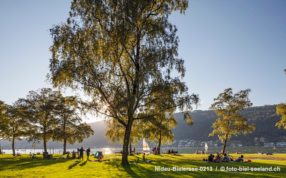 Sommer am Bielersee alt text image