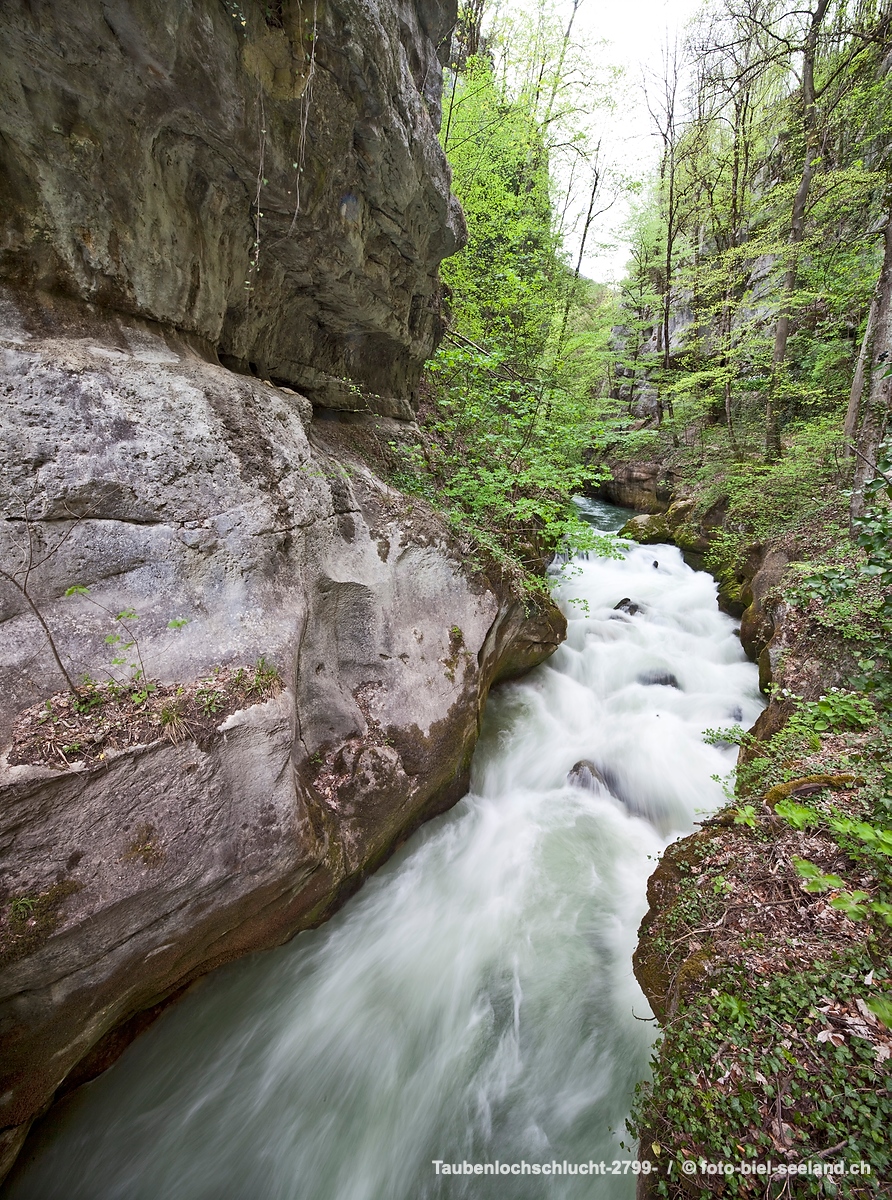 Bildname:  Taubenlochschlucht-2799- TaubenlochschluchtBildgroesse: 5557  x 7467 px /  47.0 x 63.2 cm (300dpi)Stichwoerter:  Drei Seen Land, Kanton...