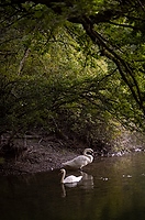 Schwäne im Naturschutzgebiet Haeftli Bueren an der Aare Alt text thumbnail